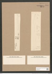 Pleurosigma var. borealis Grun. (de-Toni-Nr.: Genus 13, Species 1076) Zeichnungen Sammlung Grunow Nr. 1958 (NHMW-BOT-W0369100)